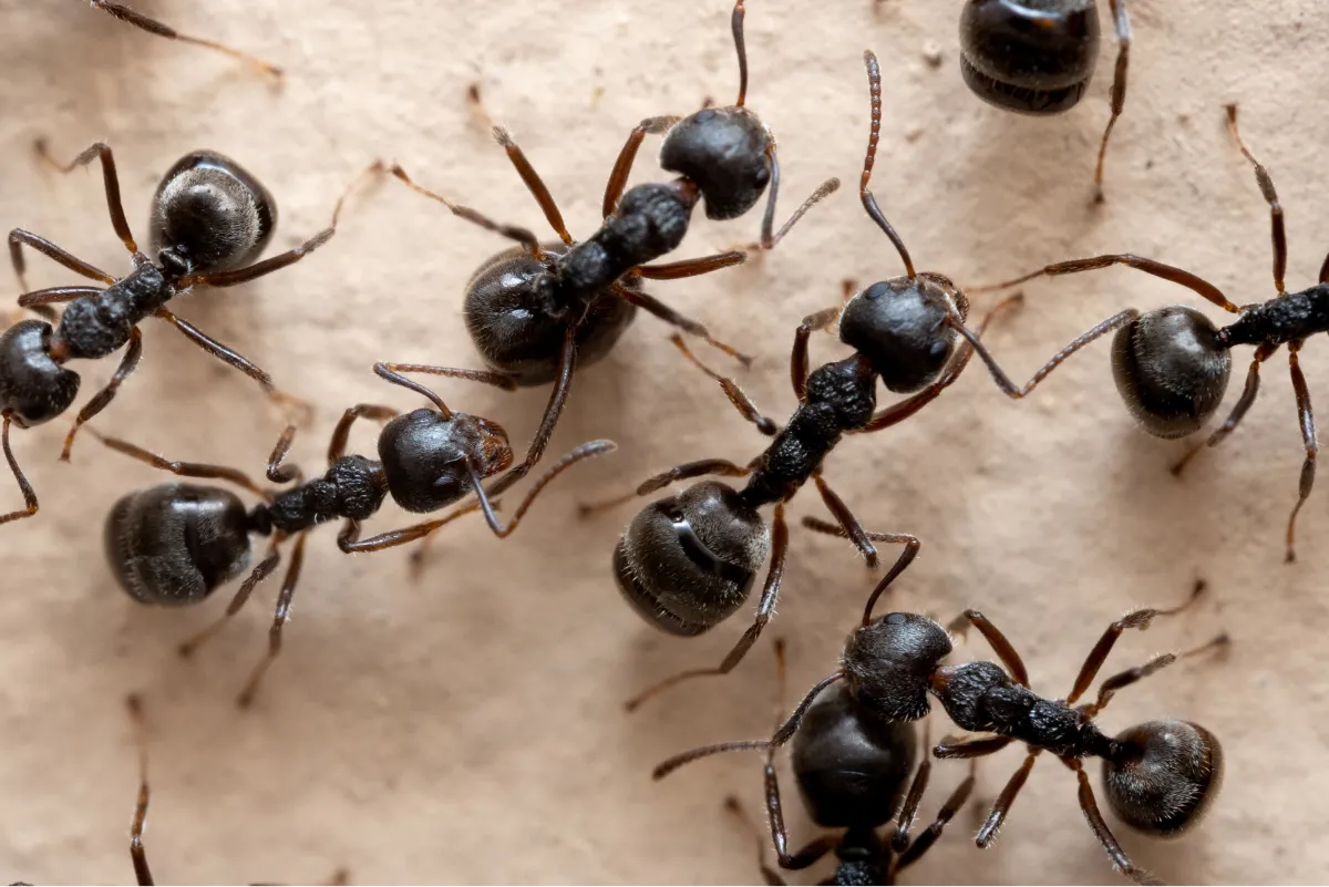 black ants