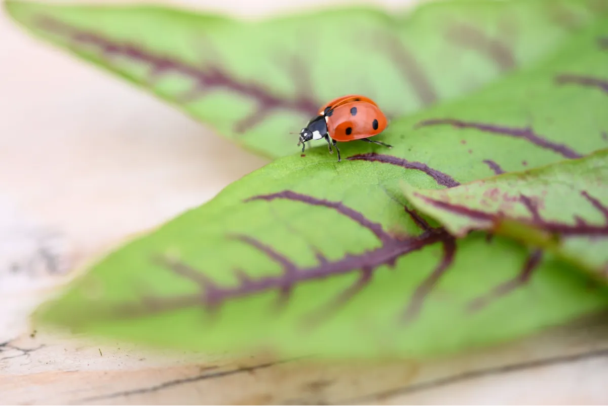 ladybug
