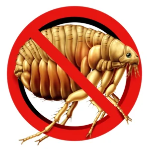 stop flea insect