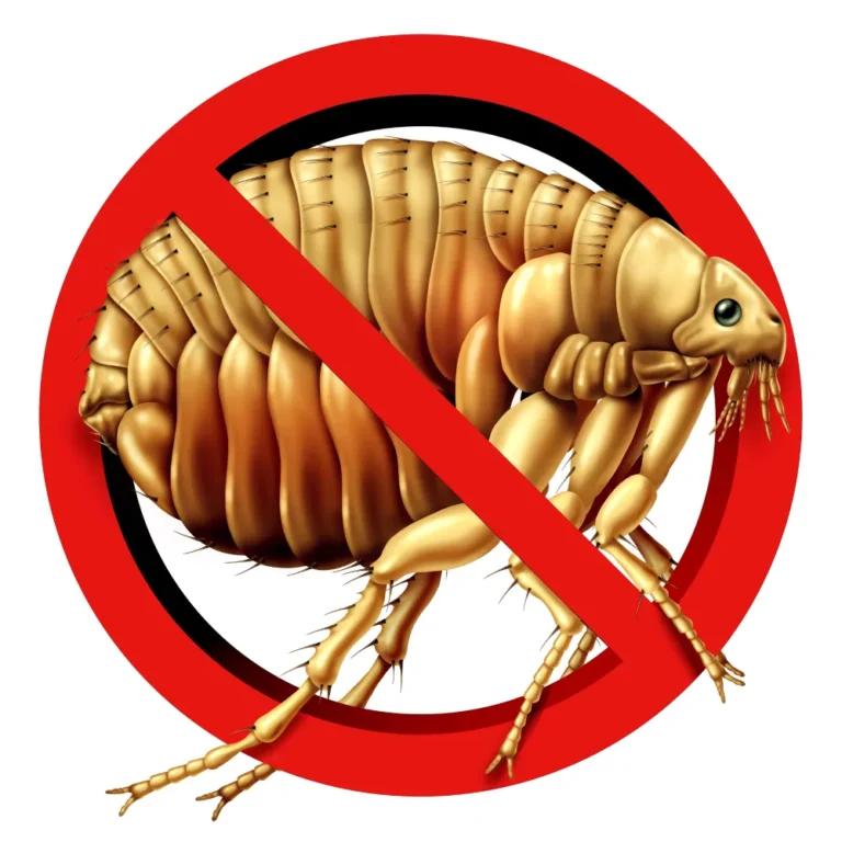 stop flea insect