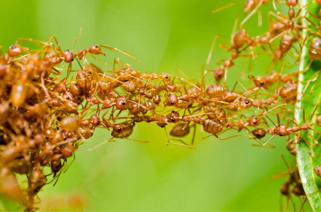 ants