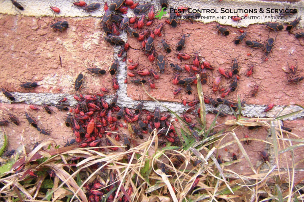 bed bugs