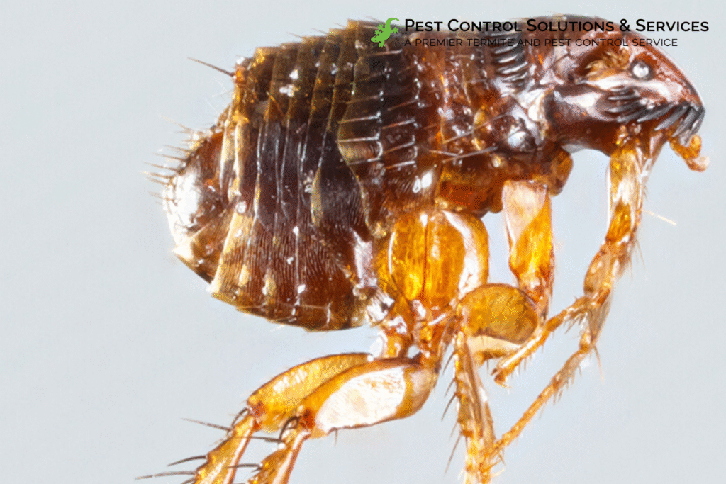 fleas