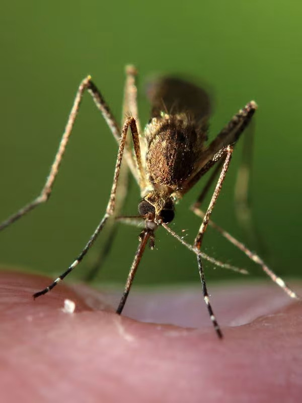 sun city pest control