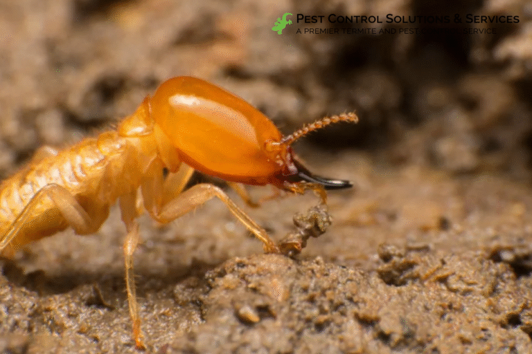termite