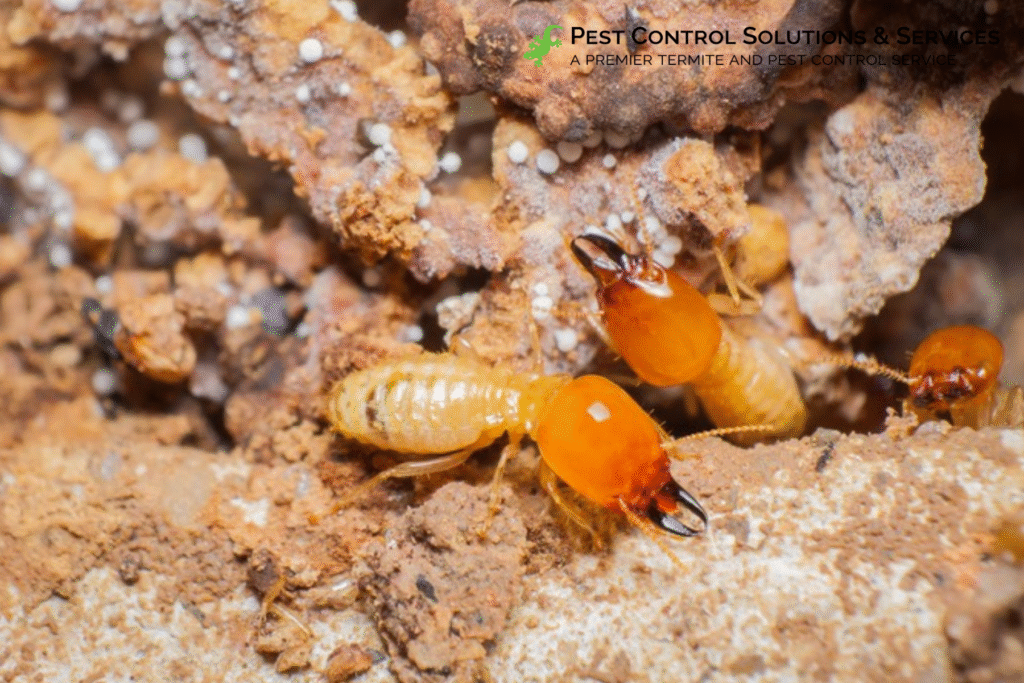 termite