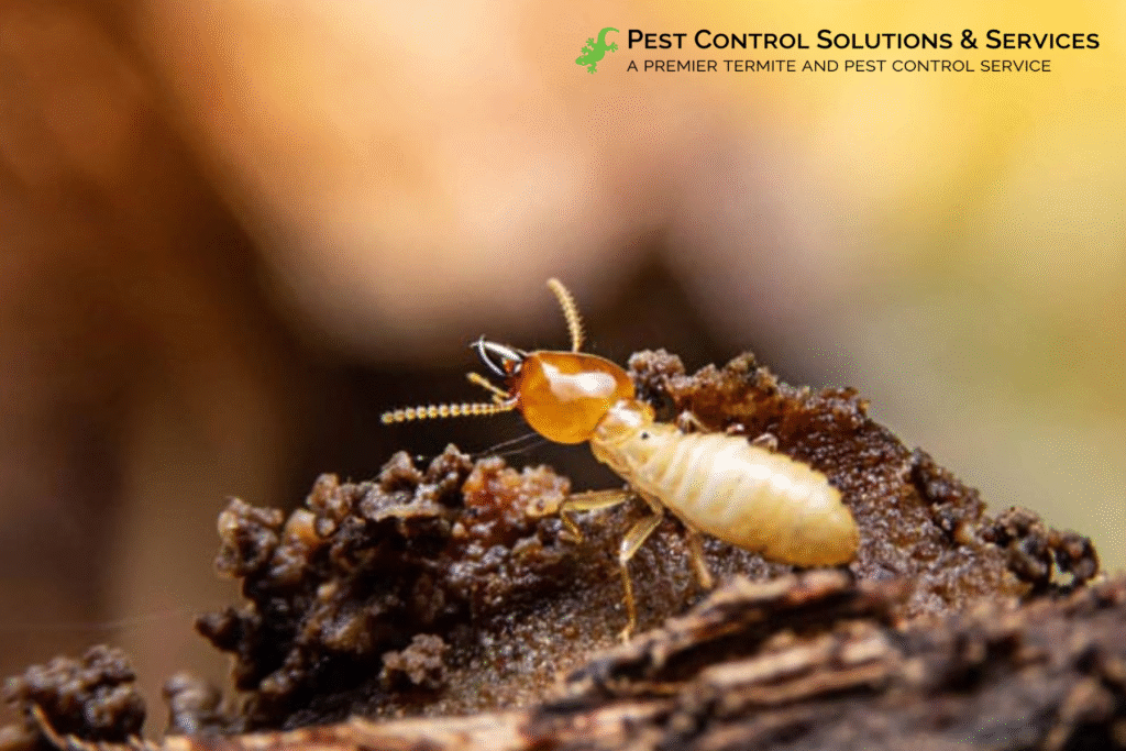 termite