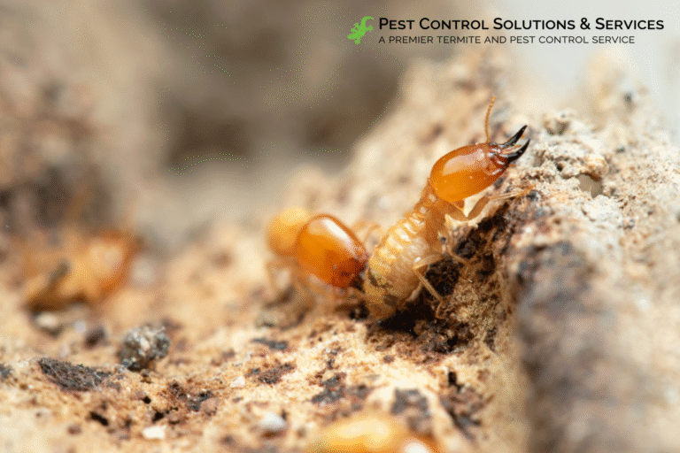 termite