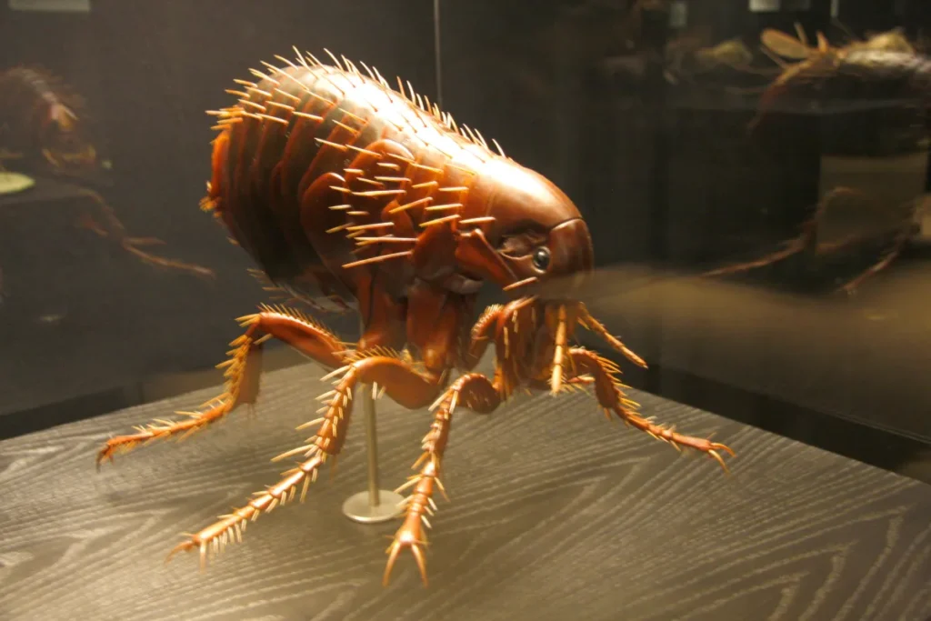 flea art in the museum 