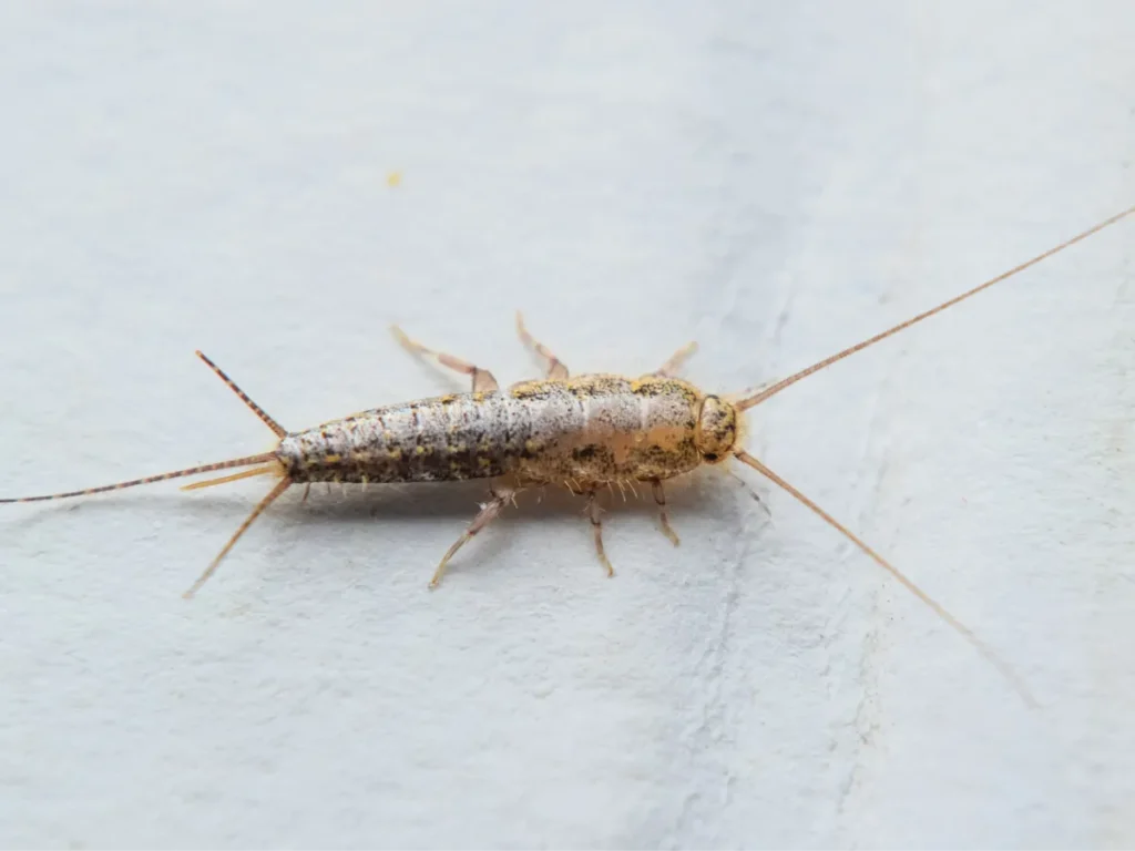 insect feeding on the paper