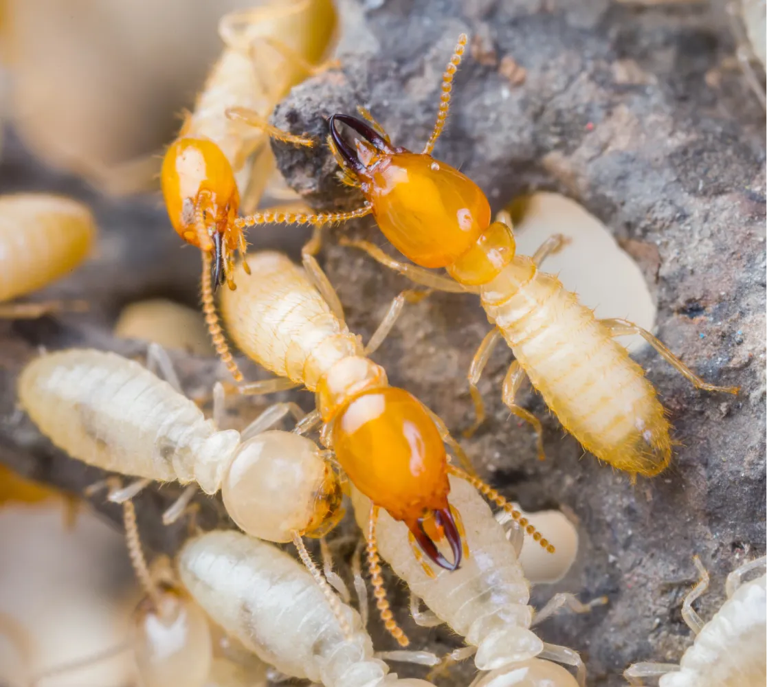 termites