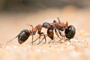 carpenter ants talking
