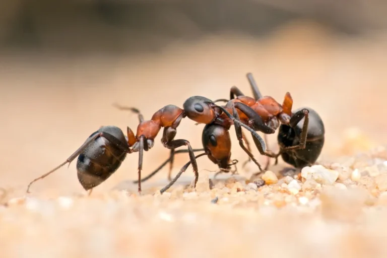 carpenter ants talking