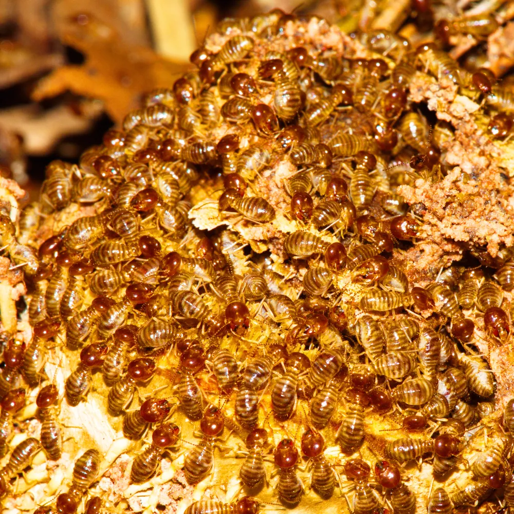 termite looking for food on the wood