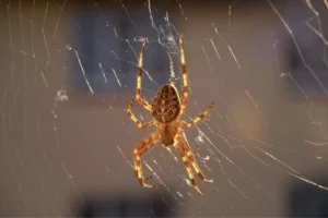 spider on the web