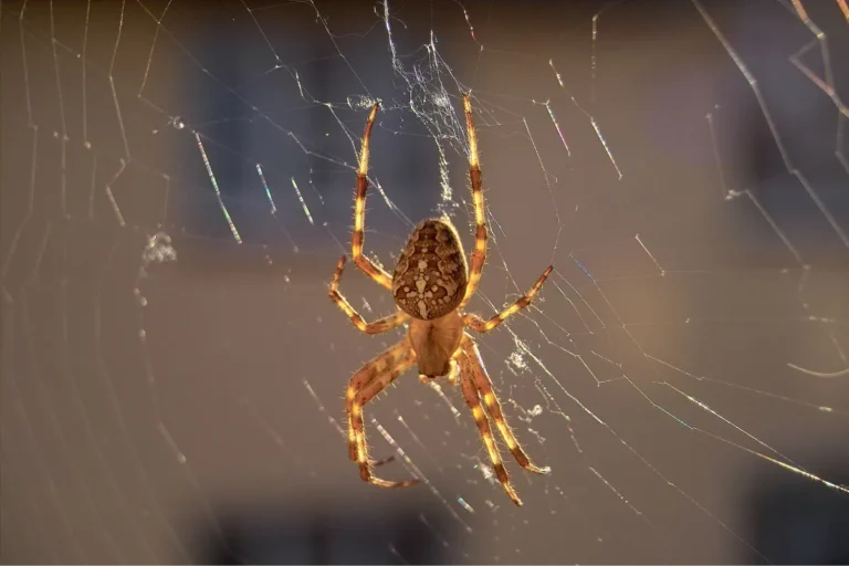 spider on the web