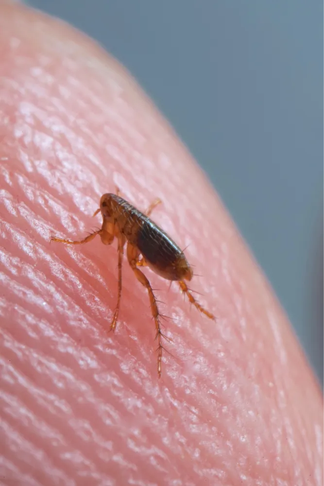 flea in human skin