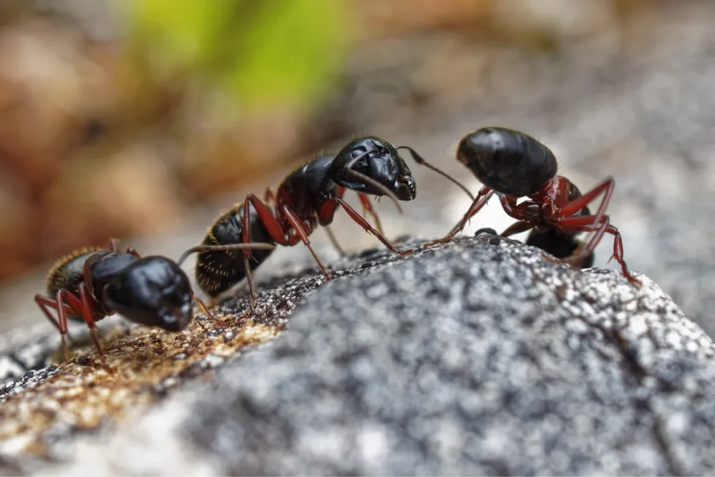 carpenter ants communicating