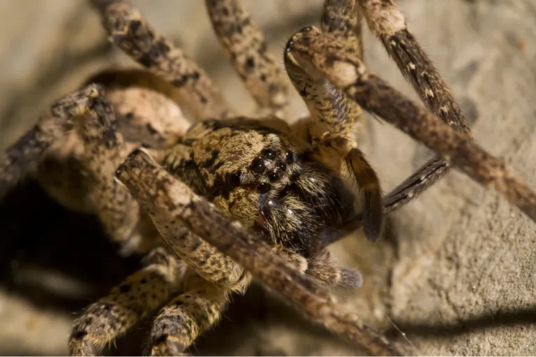 closed up photo of spider