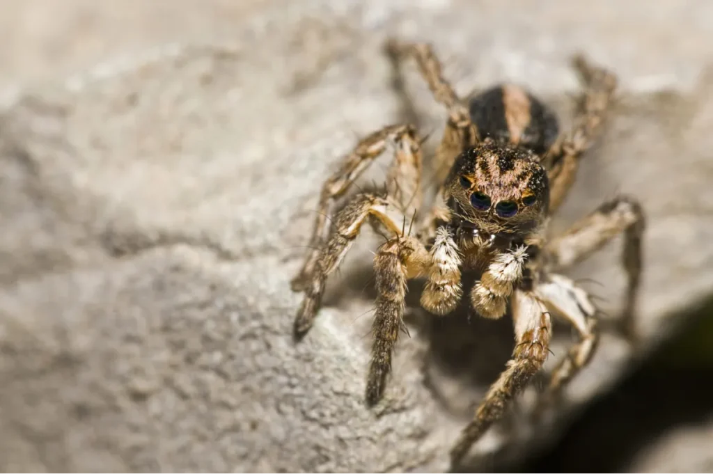 closed up photo of spider