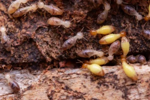 termite eat the wooden planks