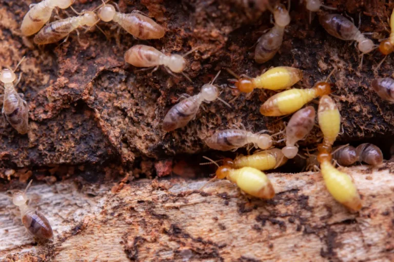 termite eat the wooden planks