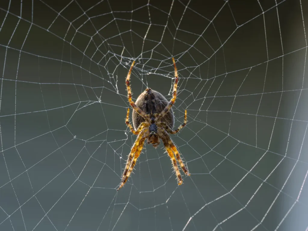 spider on the web