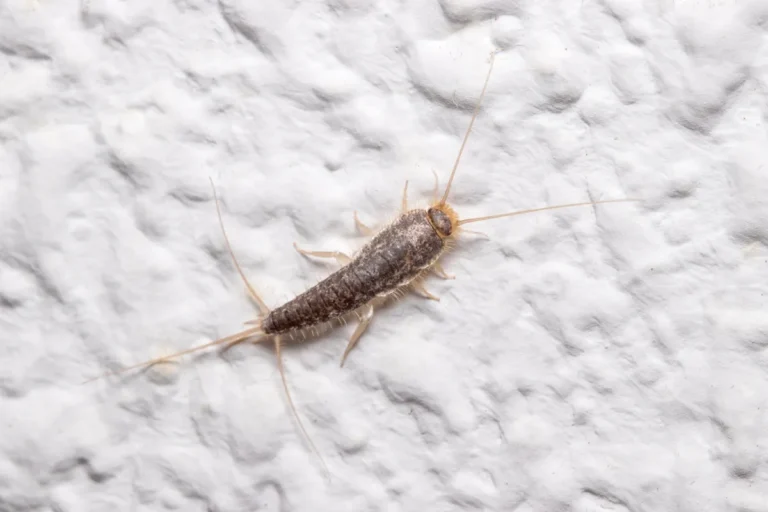 silverfish
