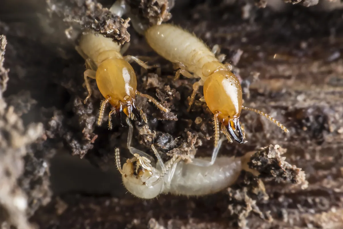 two termites
