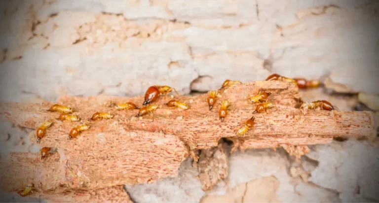 termite swarm
