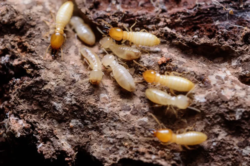 termite swarm 