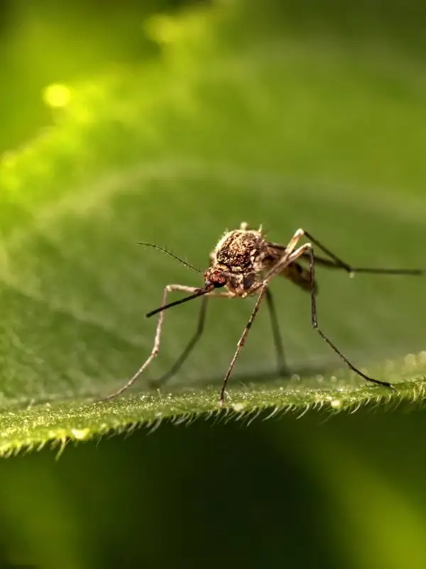 exterminator riverview fl