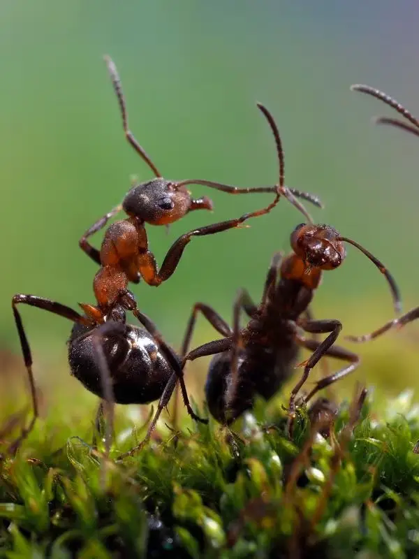 pest control riverview fl