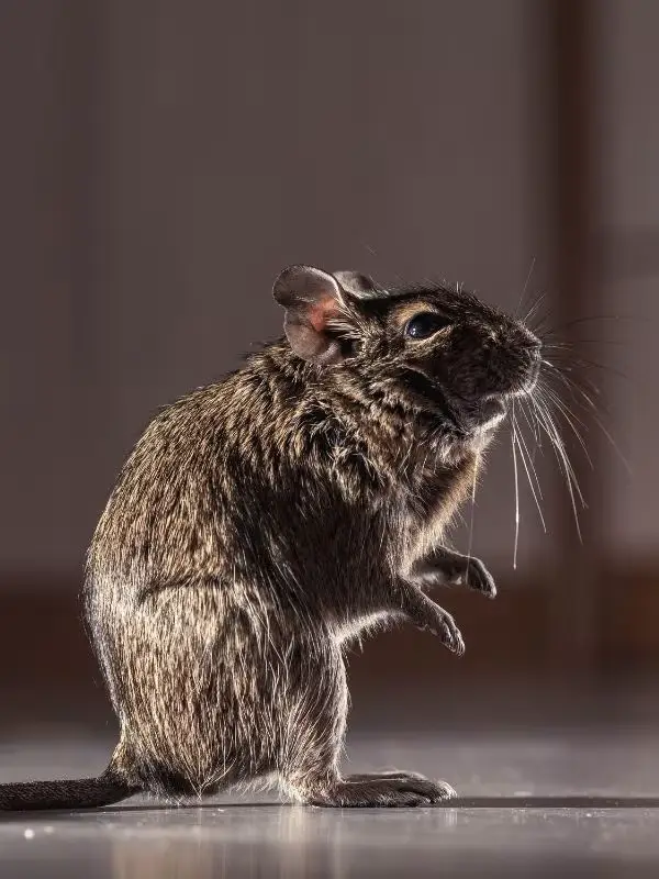 pest control wesley chapel fl