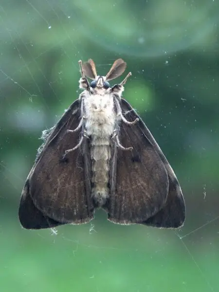 riverview pest control