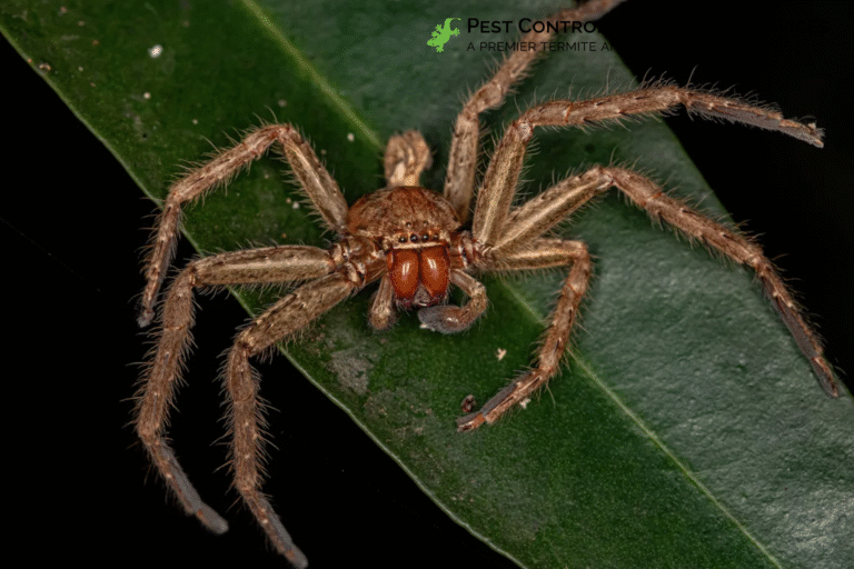 spider