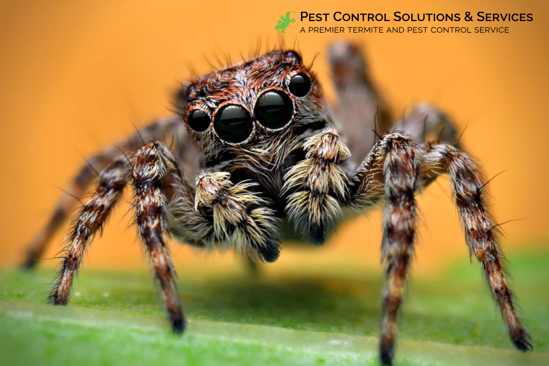 spider