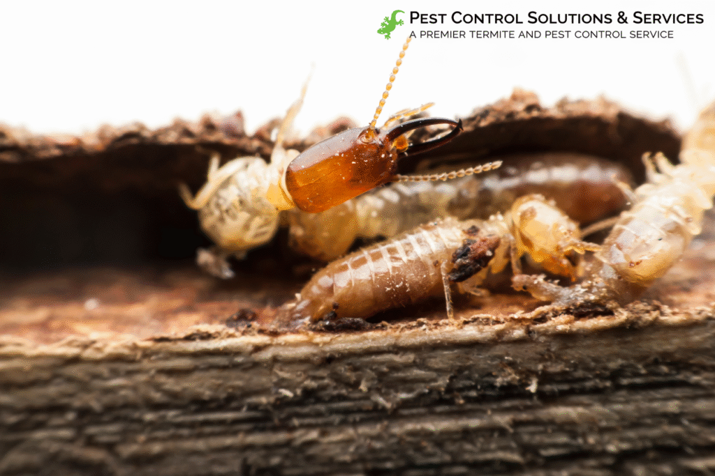 termite