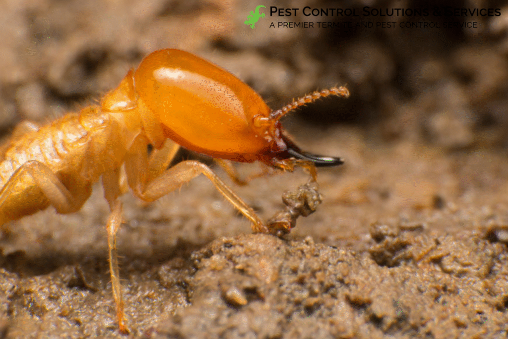 termites