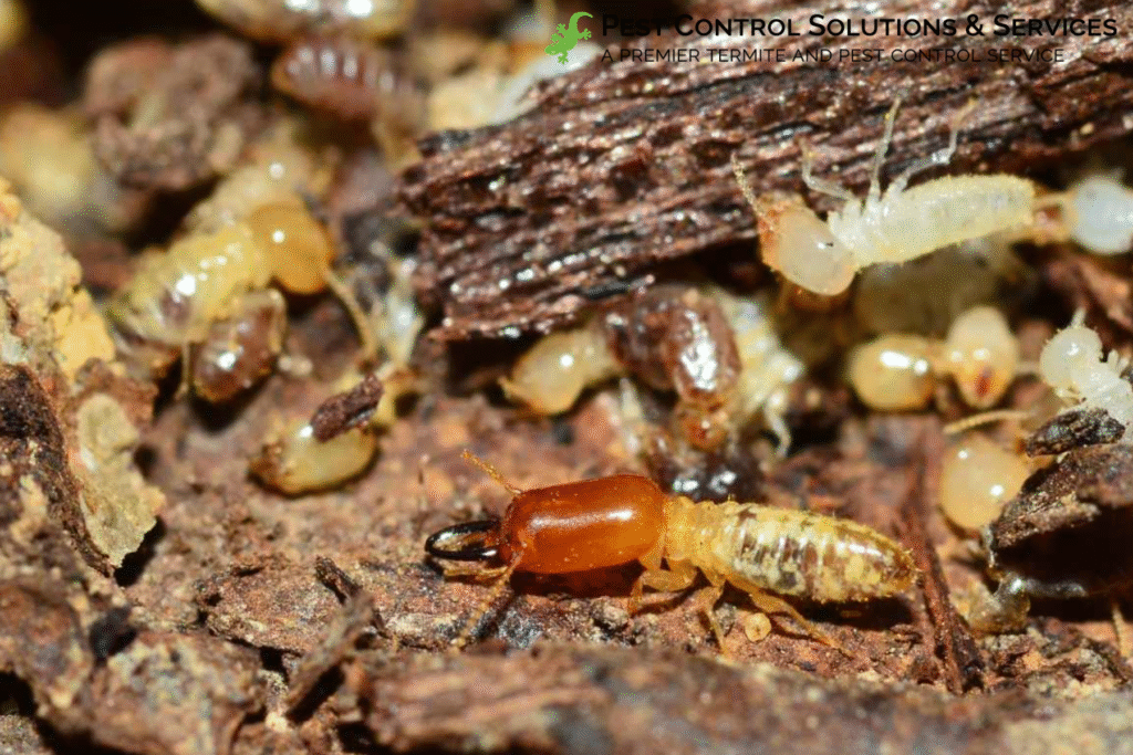 termites
