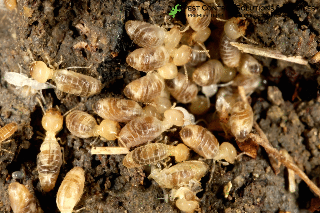 termites