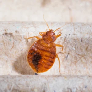 closed up bed bug