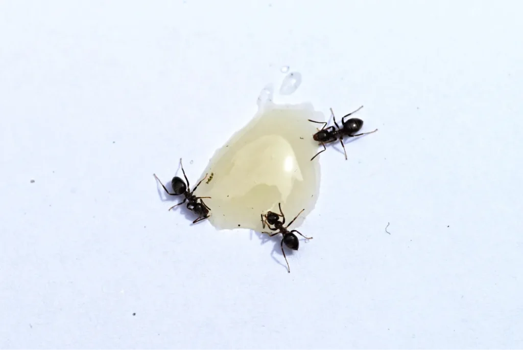 ant on the honey drop