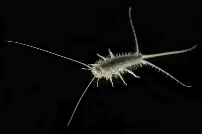 silverfish on the black background