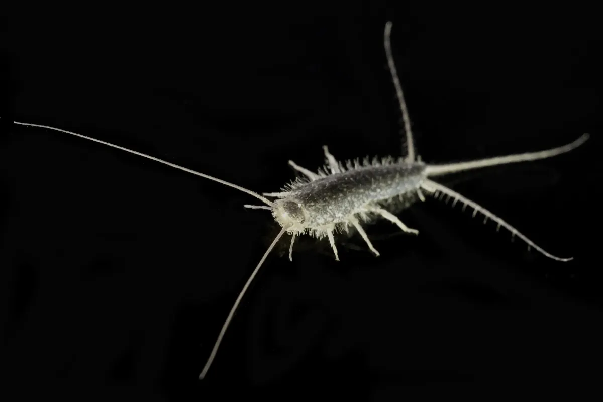 silverfish on the black background