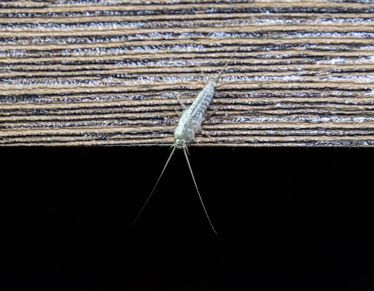 silverfish on the book