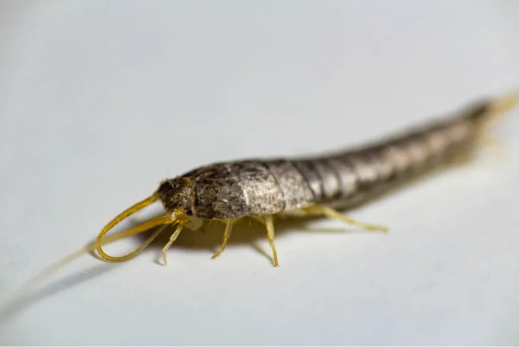 closed up photo silverfish