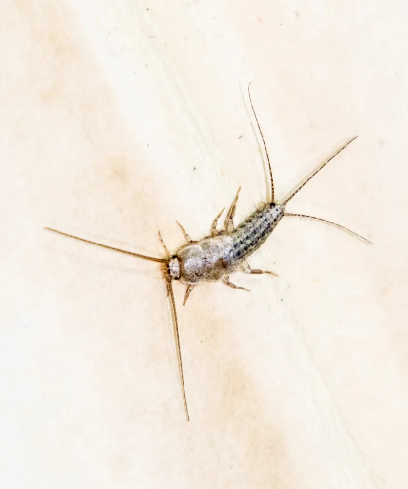 silverfish on paper