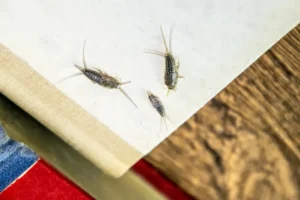 silverfish feeding in the book
