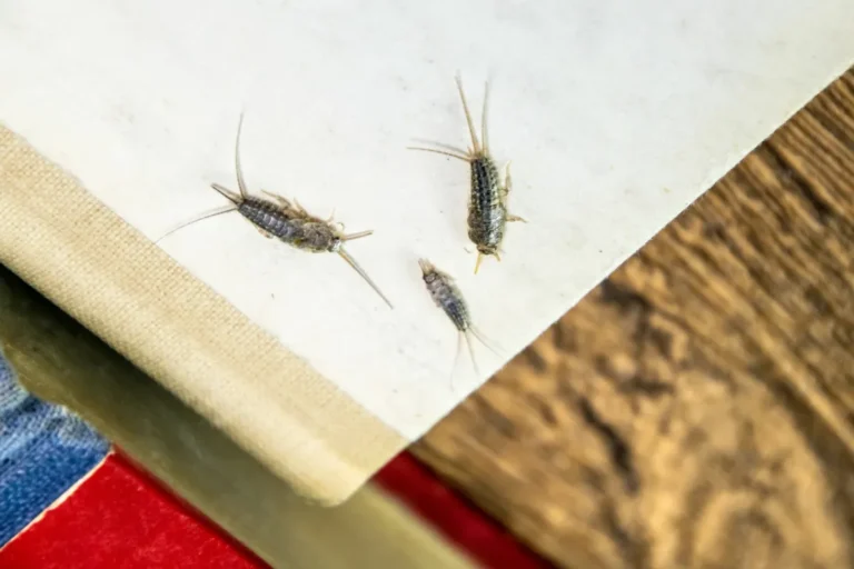 silverfish feeding in the book